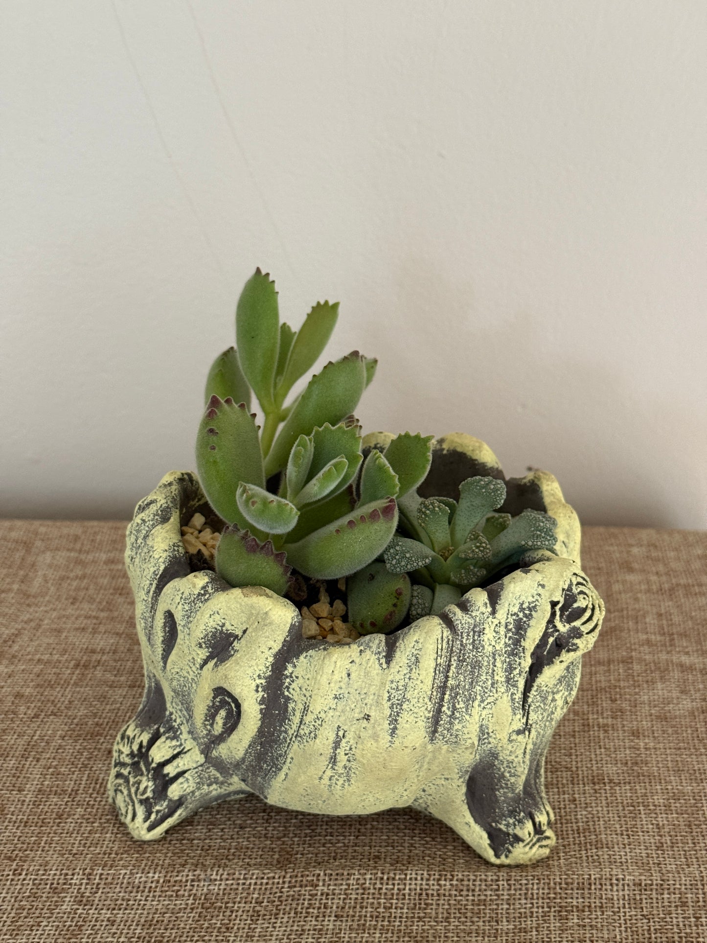 Woodland Friends Mini Succulent Garden - Indoor Plants