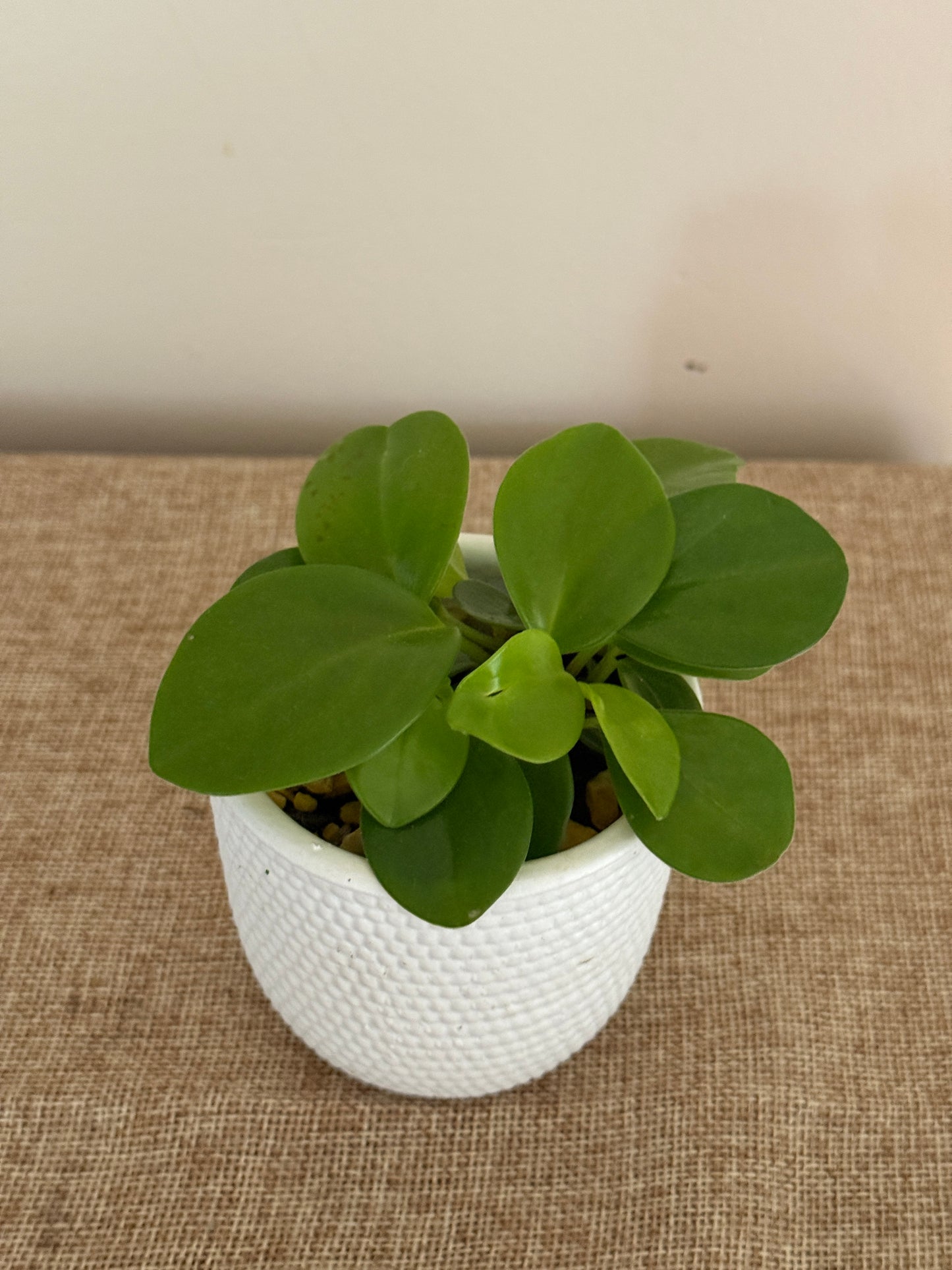 Emerald Harmony Peperomia - Indoor Plants
