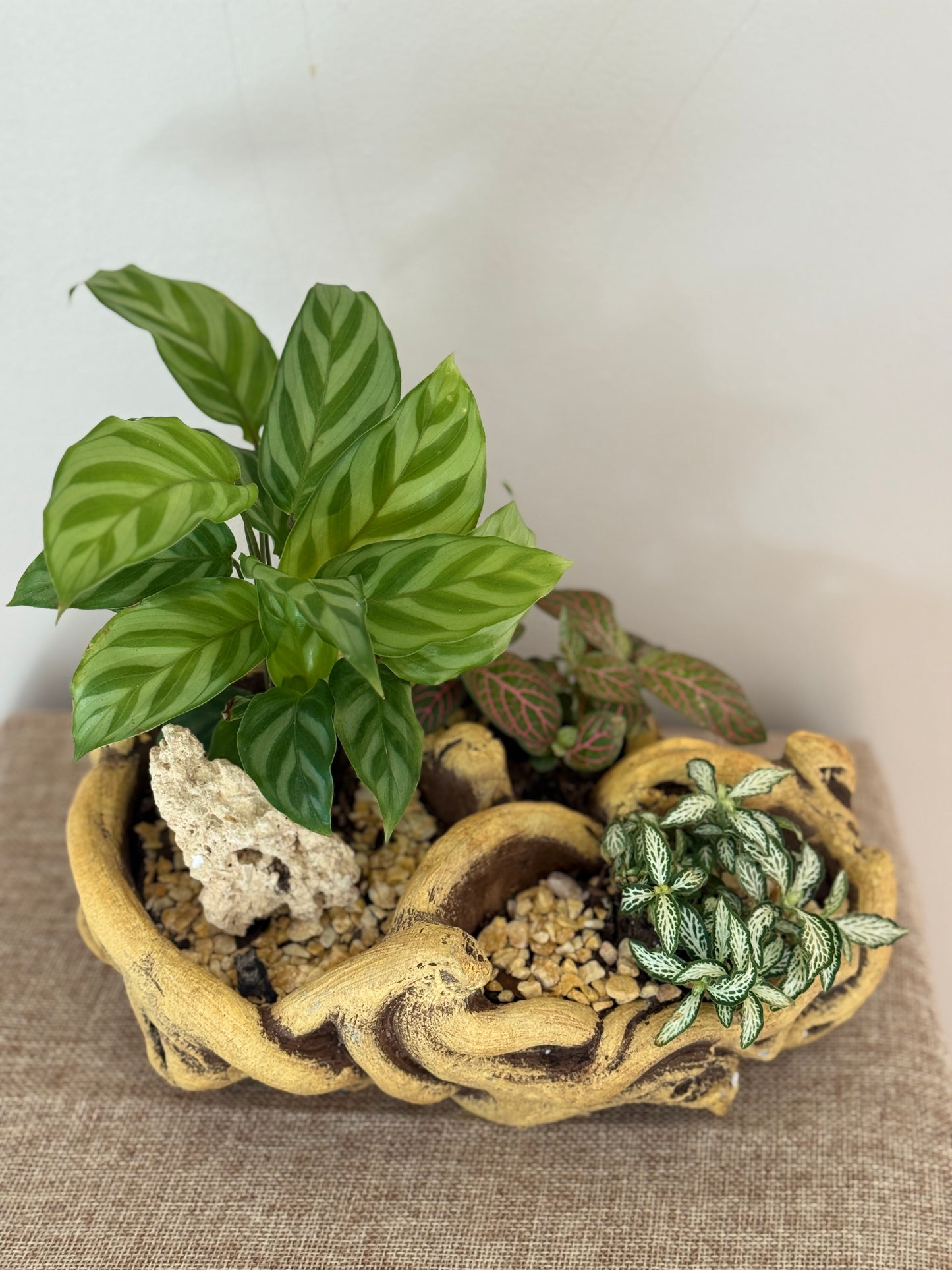 🌿 Forest Whisper - Indoor Plants