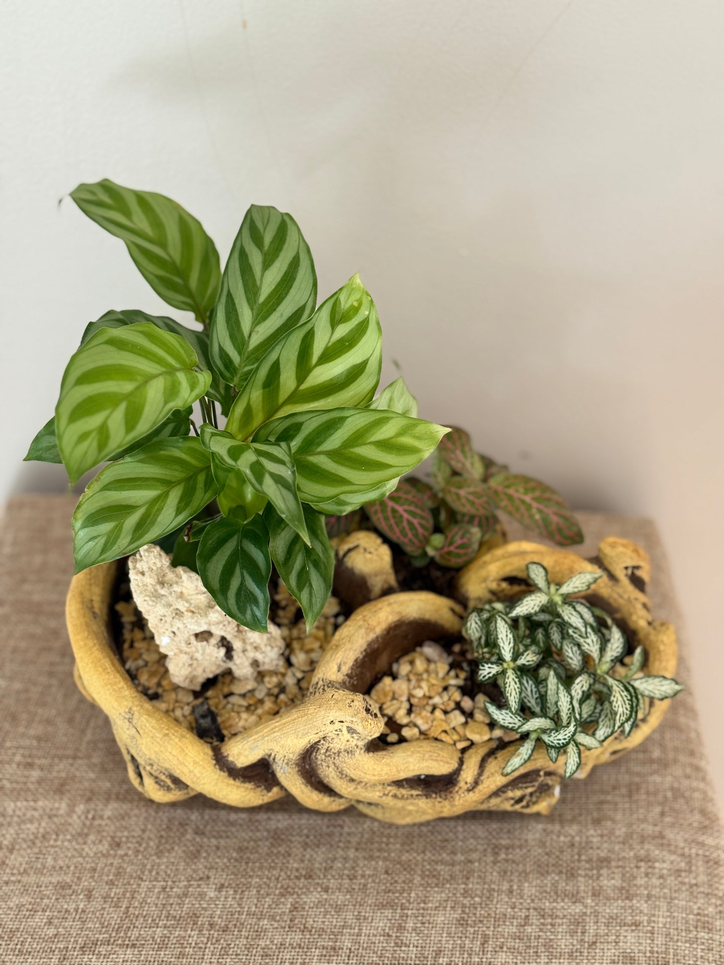 🌿 Forest Whisper - Indoor Plants