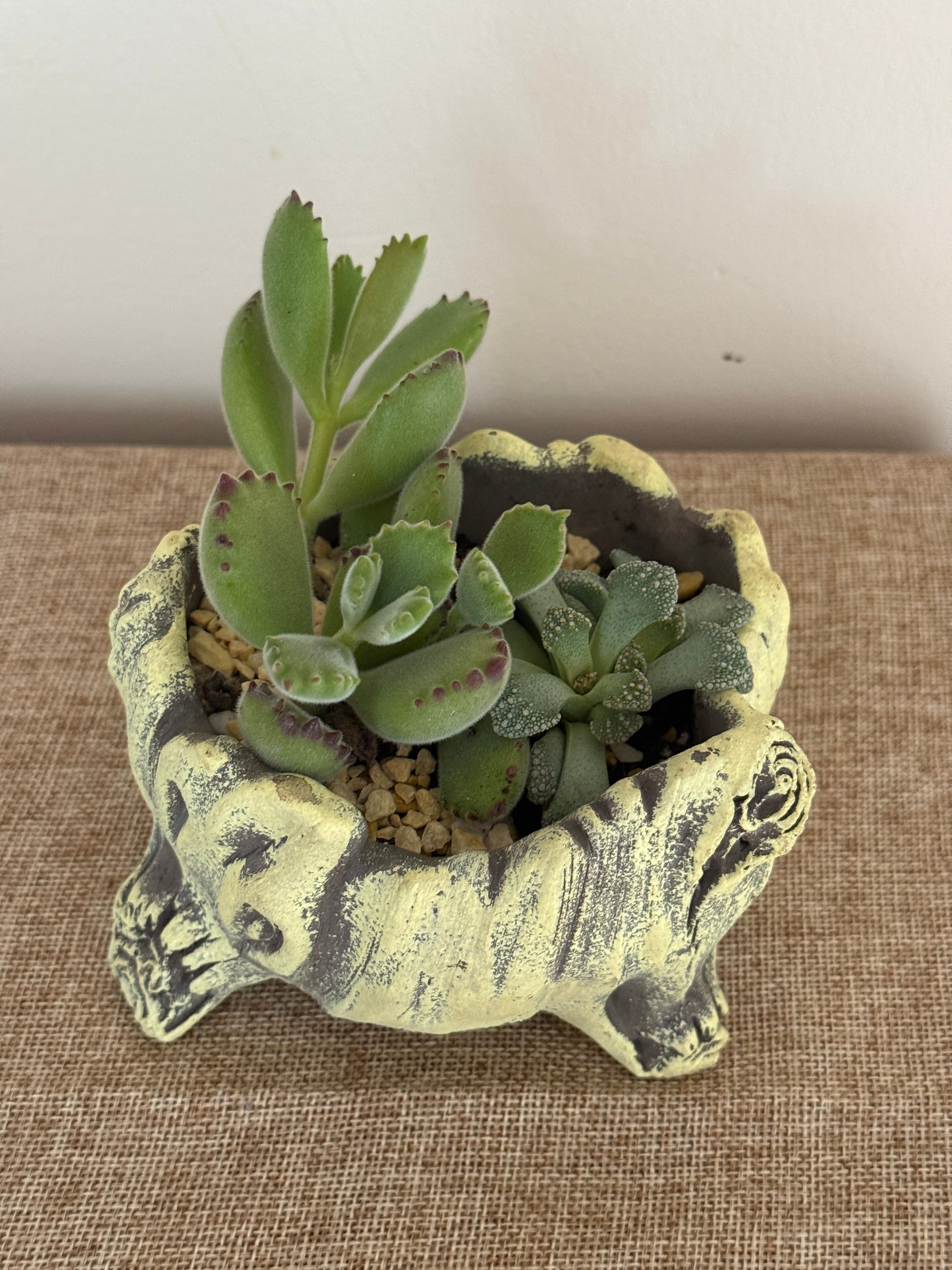 Woodland Friends Mini Succulent Garden - Indoor Plants