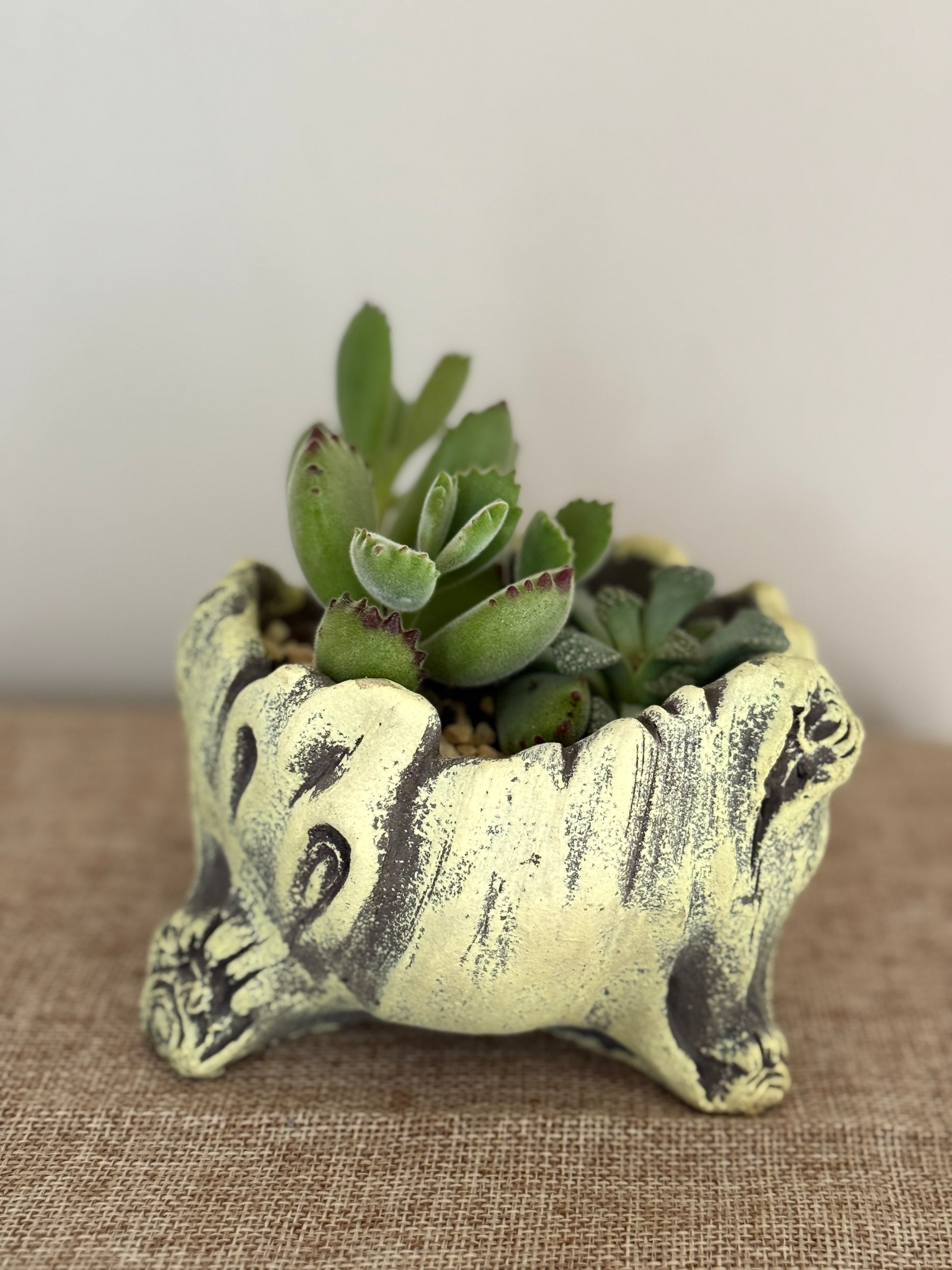 Woodland Friends Mini Succulent Garden - Indoor Plants