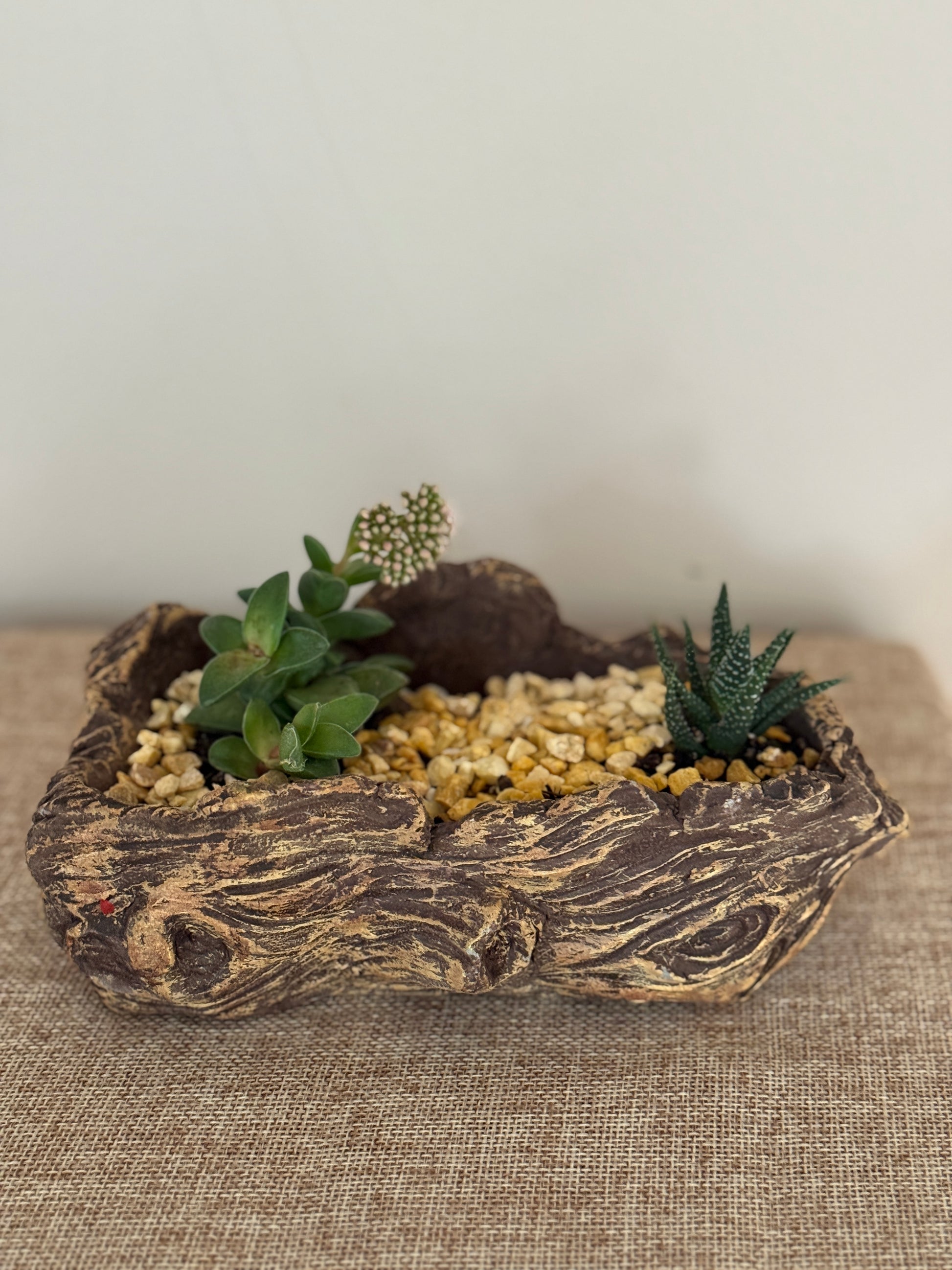 Silent Grove Mini Living Garden - Indoor Plants
