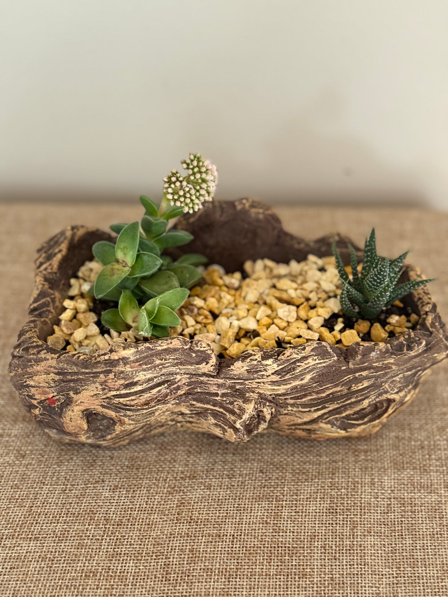 Silent Grove Mini Living Garden - Indoor Plants