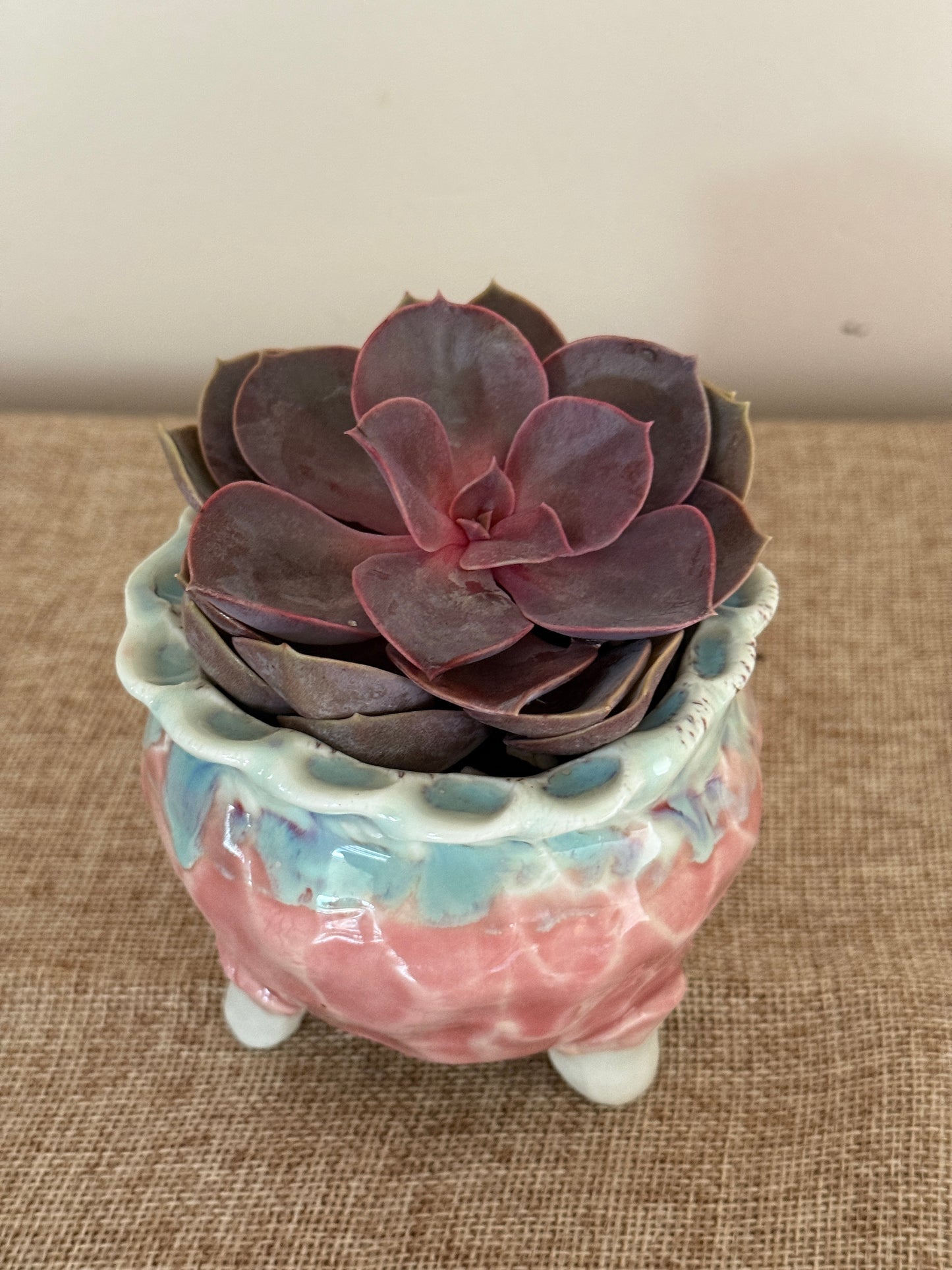 Velvet Plum Mini Succulent in Ceramic Pot - Indoor Plants