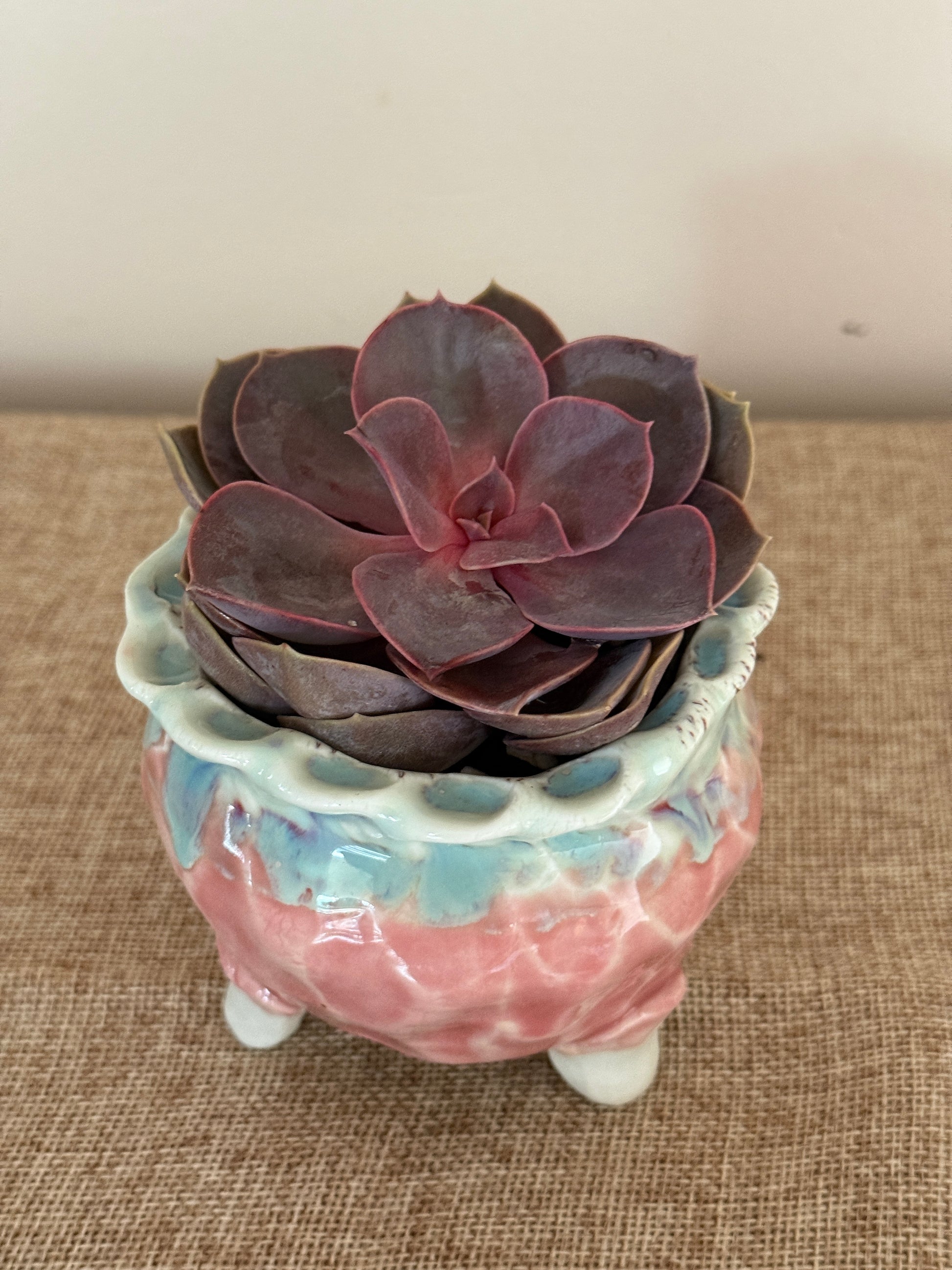 Velvet Plum Mini Succulent in Ceramic Pot - Indoor Plants