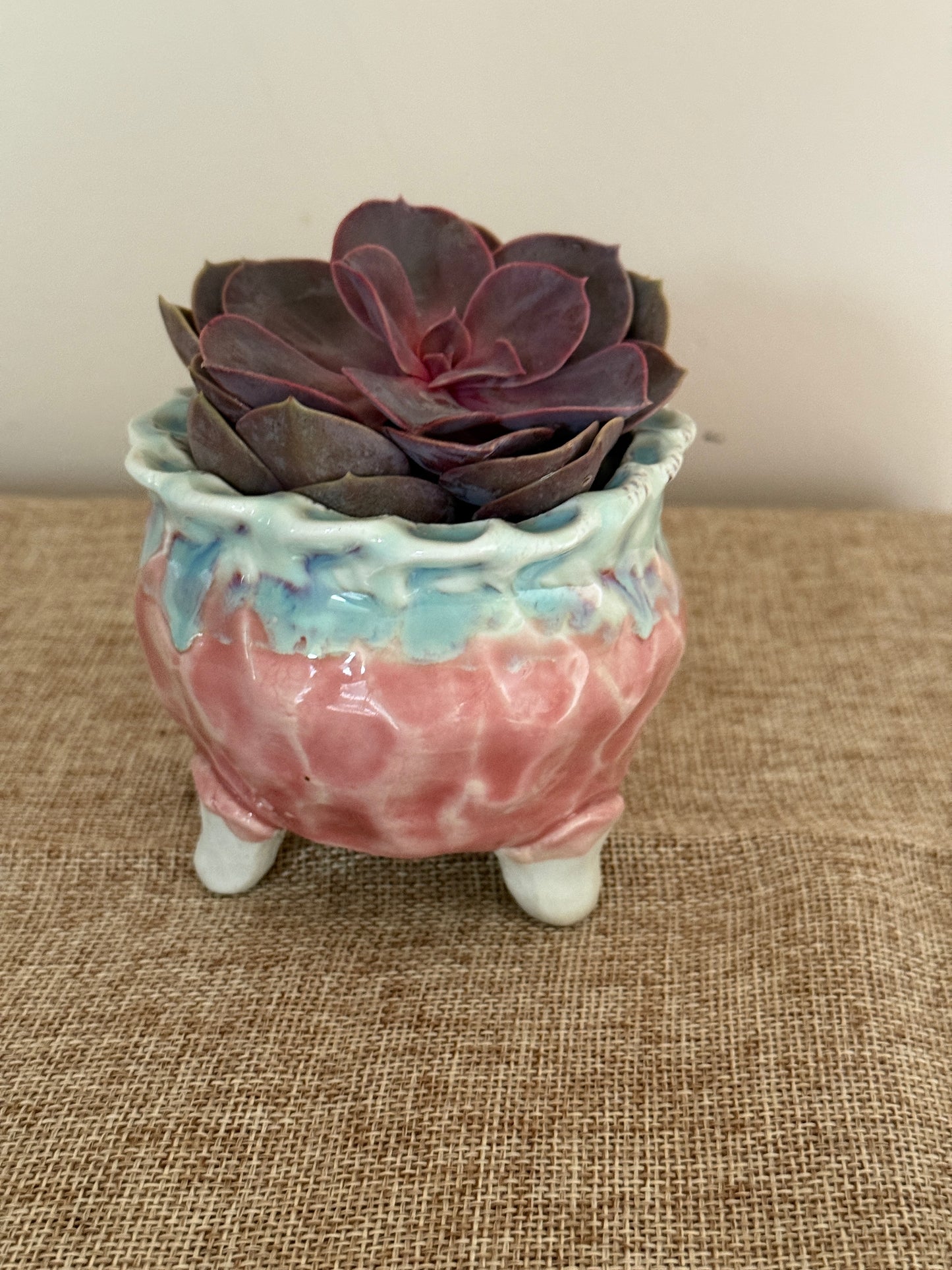 Velvet Plum Mini Succulent in Ceramic Pot - Indoor Plants