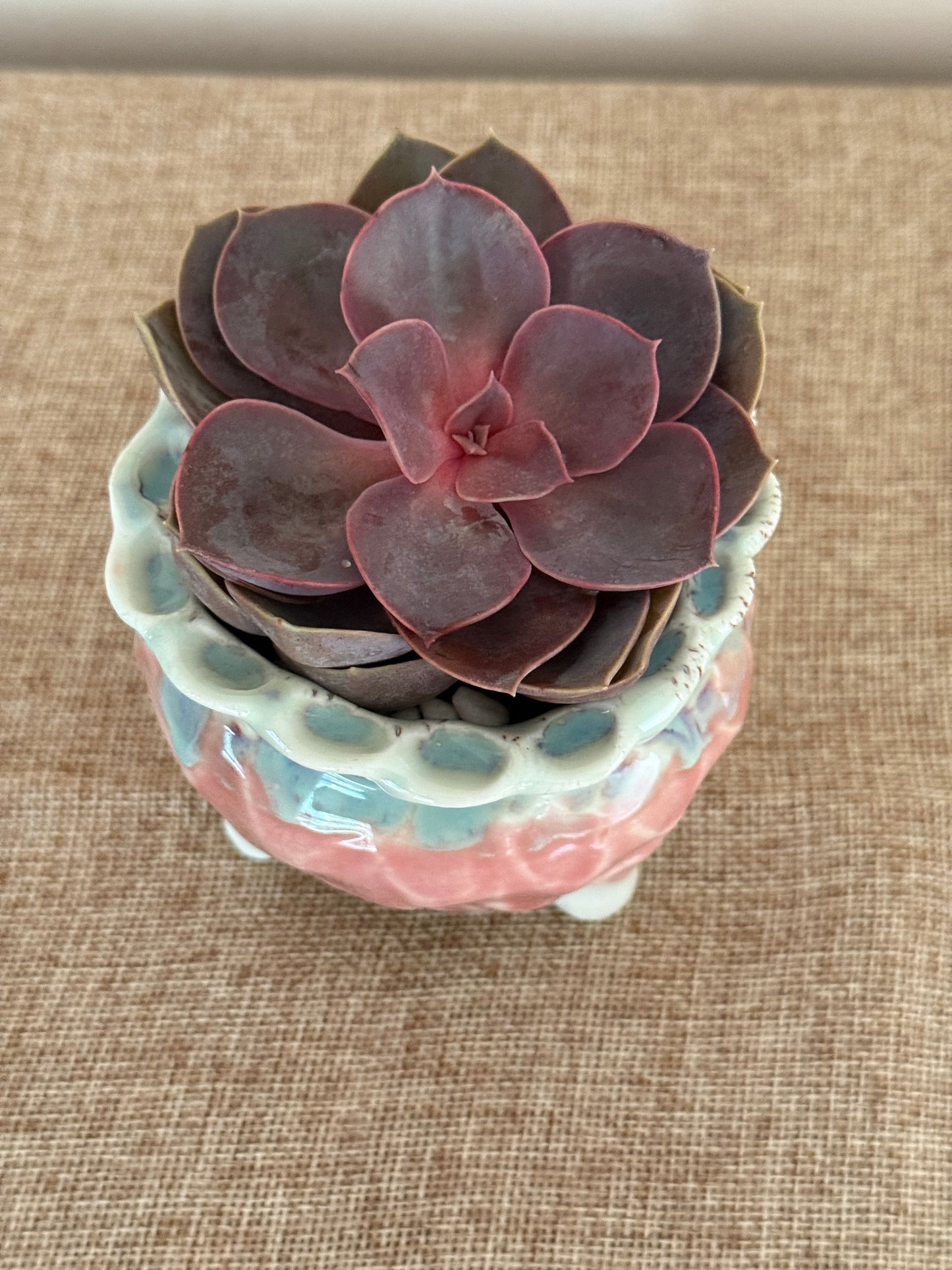 Velvet Plum Mini Succulent in Ceramic Pot - Indoor Plants