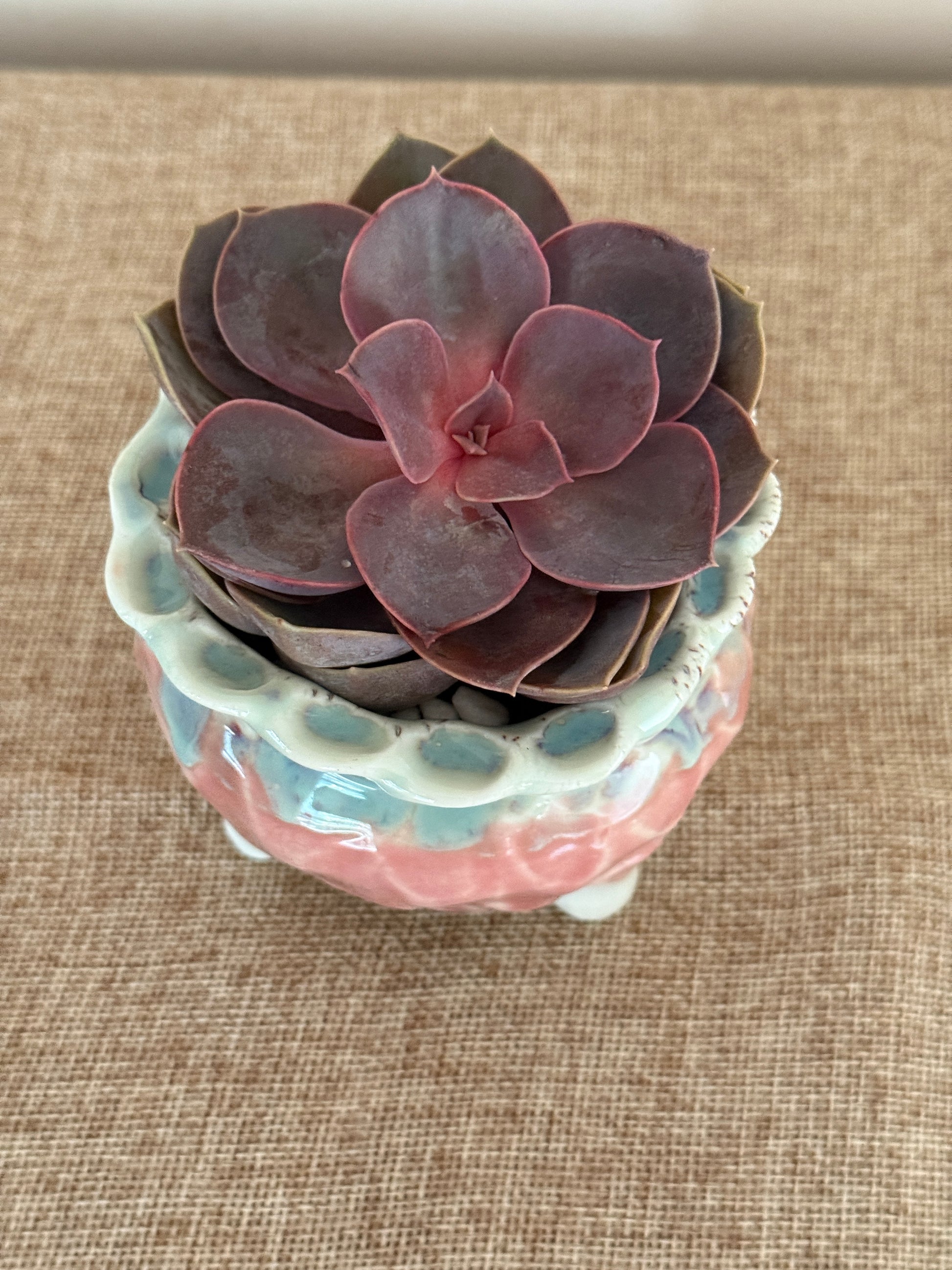 Velvet Plum Mini Succulent in Ceramic Pot - Indoor Plants