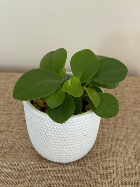 Emerald Harmony Peperomia - Indoor Plants