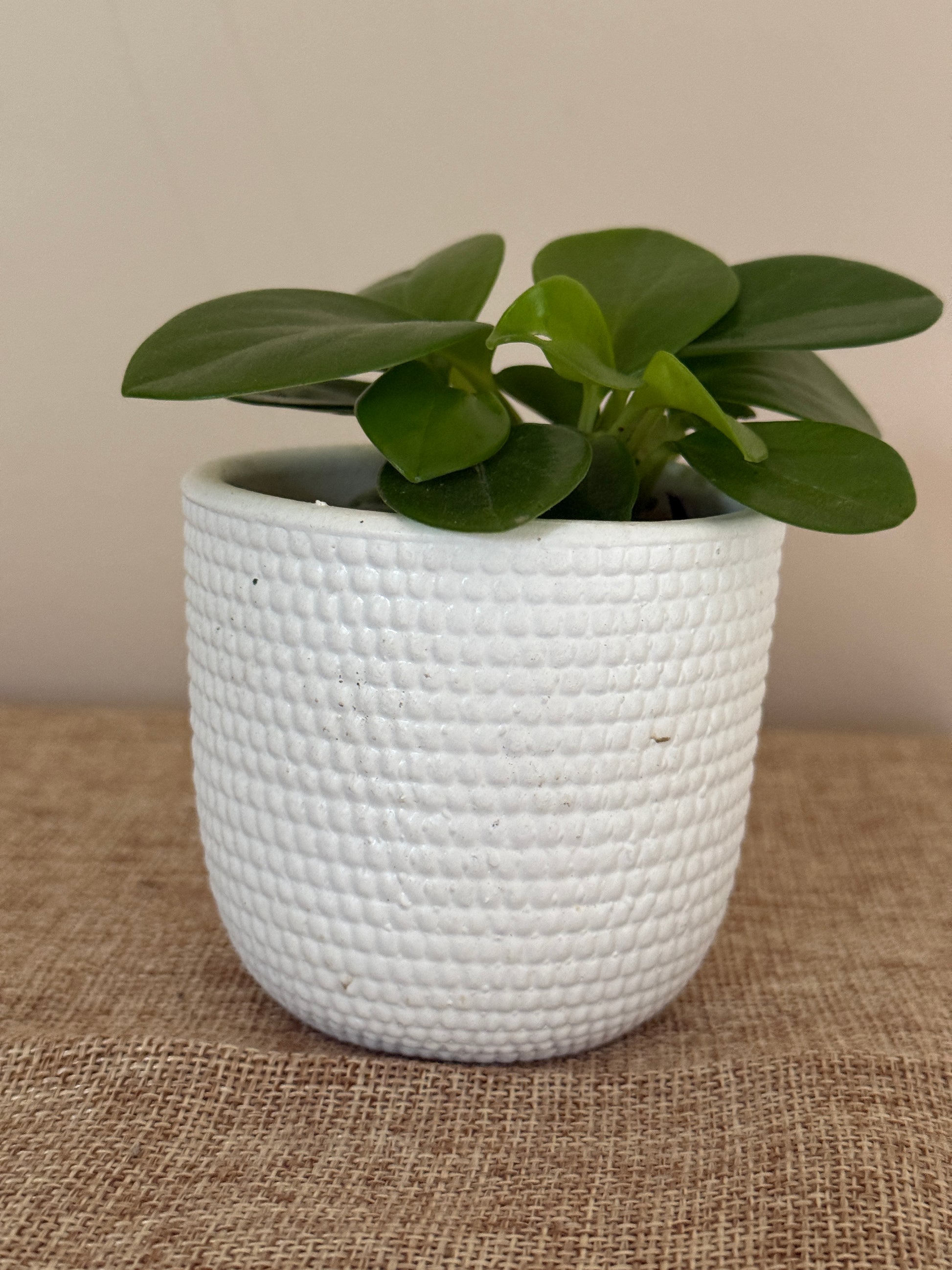 Emerald Harmony Peperomia - Indoor Plants